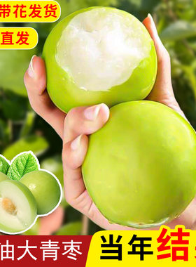 正宗台湾大青枣树苗包成活包结果