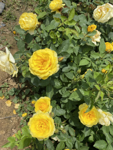 金凤凰～盆栽月季花苗盆栽地栽阳台庭院耐寒耐热南阳月季批发