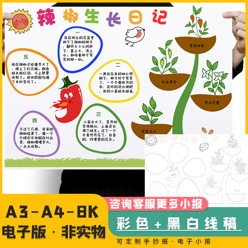 自然笔记辣椒生长手抄报植物成长记录黑白线稿辣椒生长观察日记