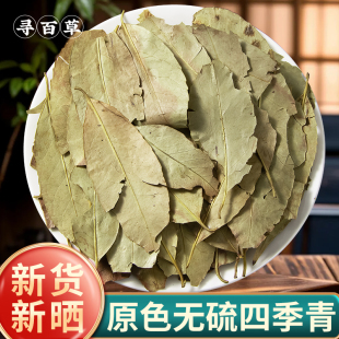 寻百草四季青中药材正品500g红冬青叶冻青冬青叶新货天然四季青叶