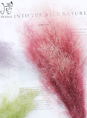 喷泉草02833 永生花diy浅粉浅蓝色新娘头饰进口大地梦幻喷泉草