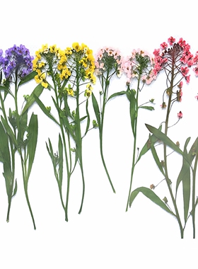 真花押花压花材料滴胶手机壳