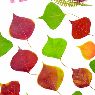 乌桕叶植物标本 天然干花压花diy儿童手工树叶贴画材料包书签押花