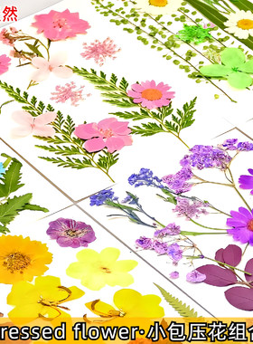 干花diy材料真树叶植物标本压花