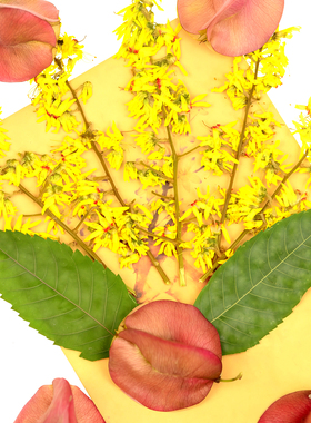 栾树花果实干花压花栾树叶真天然