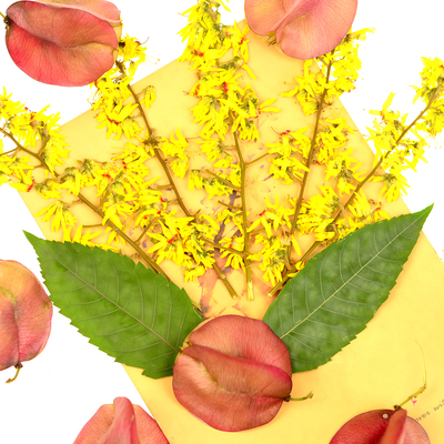 栾树花果实干花压花栾树叶真天然