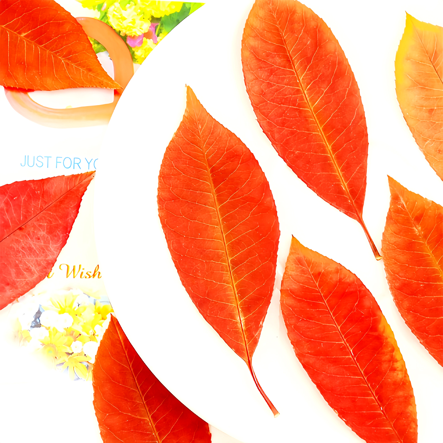 红叶石楠压花押花树叶植物教学