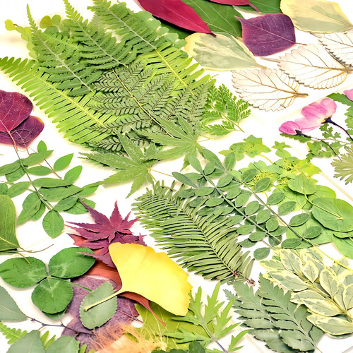 真树叶植物标本干花压花材料组合