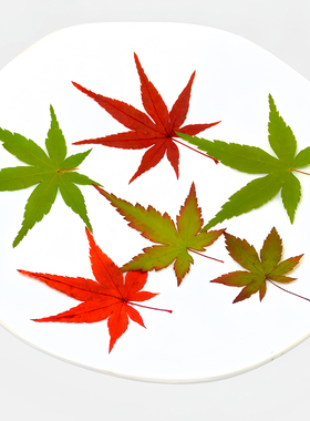 天然红绿枫叶干花压花创意装饰物