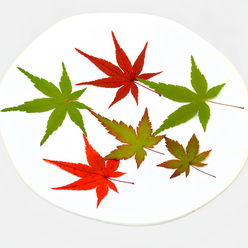 天然红绿枫叶干花压花创意装饰物