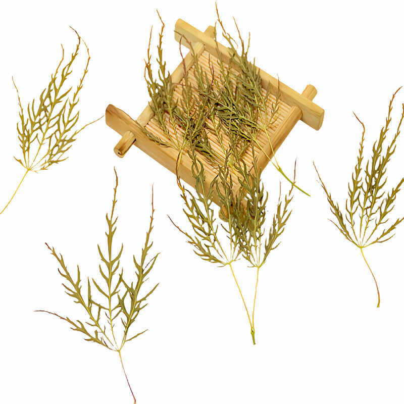 羽毛枫叶制作真植物干花粘贴画