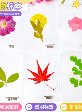 真树叶书签塑封干花过塑植物标本银杏红枫叶子蕨类幼儿园认识教学