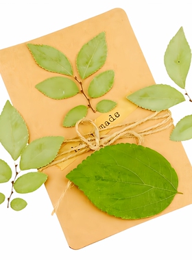 榆树叶压花押花植物标本树叶教学