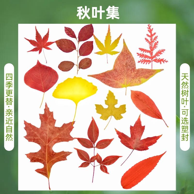 秋色真树叶植物标本干花压花幼儿园手工贴画红落叶书签硬塑封过塑