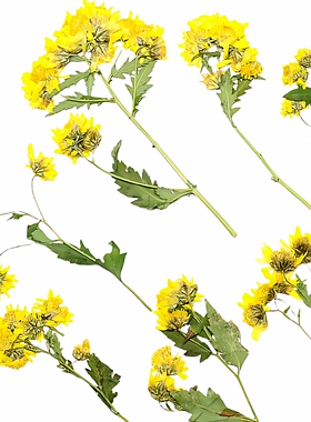 带枝野菊花真花压花押花台灯