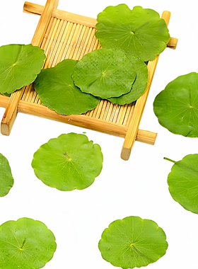 铜钱草叶子植物装饰粘贴画材料