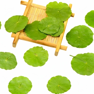 铜钱草植物标本干花压花相框押花装饰树叶粘贴画儿童手工材料书签