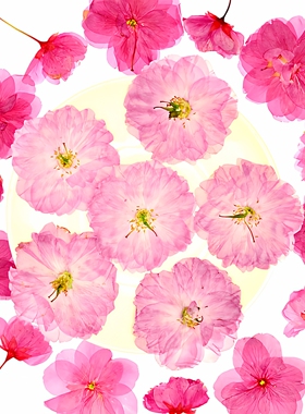 樱花重瓣晚樱压花干花真植物标本贴画 diy手工材料包幼儿园教学