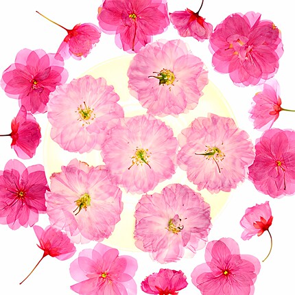 樱花重瓣晚樱压花干花真植物标本贴画 diy手工材料包幼儿园教学