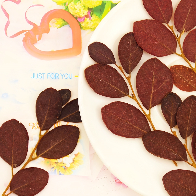 红花继木植物标本真树叶干花包