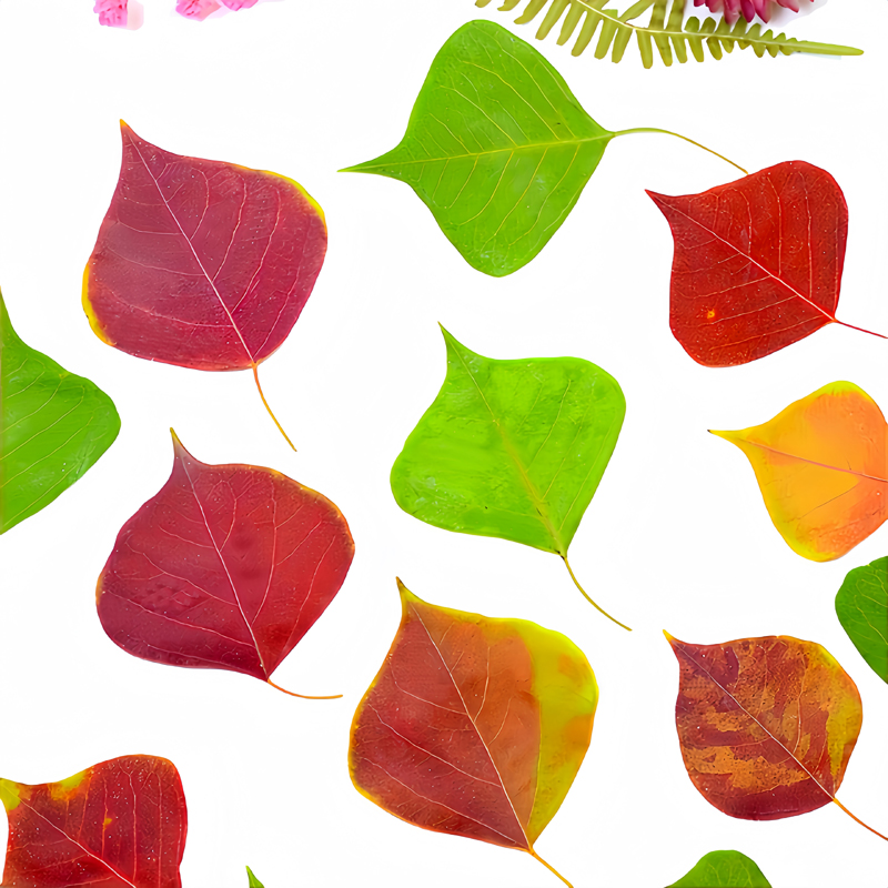 真树叶乌桕植物标本干花压花