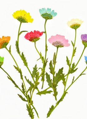 白晶菊侧枝干花压花押花植物标本diy手工书签相框粘贴画滴胶材料