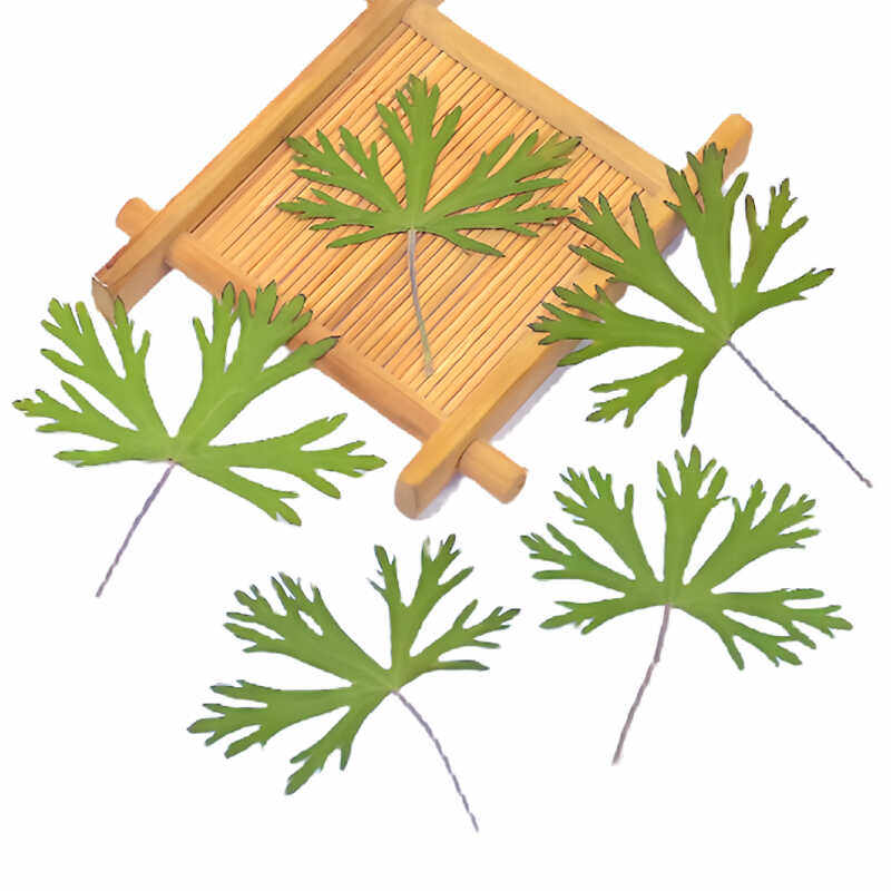 老鹳草五叶压花干花押花滴胶手机壳diy儿童手工天然植物标本树叶