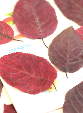 紫叶李秋叶干花相框DIY材料叶子