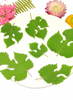构树叶子植物标本压花干花材料