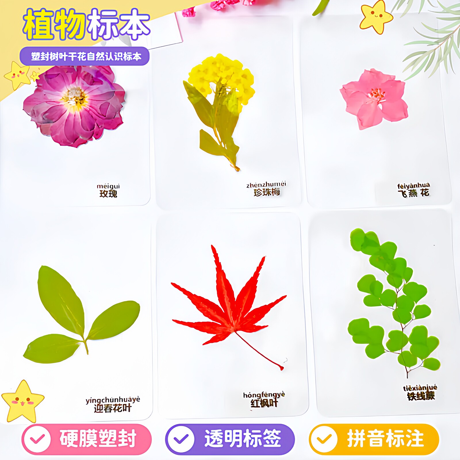 真树叶书签塑封干花过塑植物标本银杏红枫叶子蕨类幼儿园认识教学