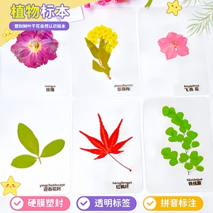 真树叶书签塑封干花过塑植物标本银杏红枫叶子蕨类幼儿园认识教学