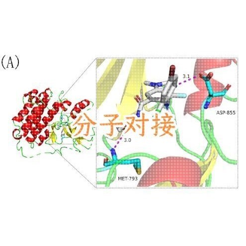 网络药理学,代做中药成分靶点网络分子对接