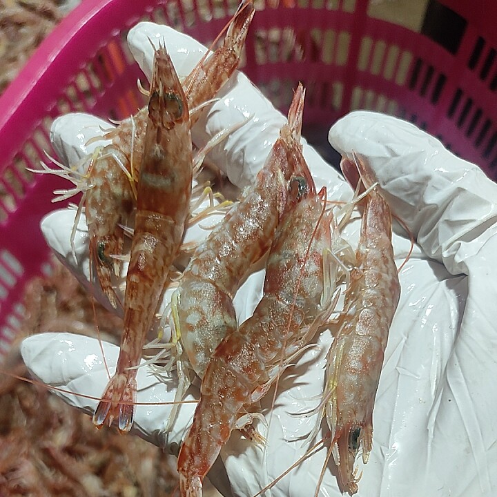 北海自家渔船海捕活冻(樱花虾)活虾
