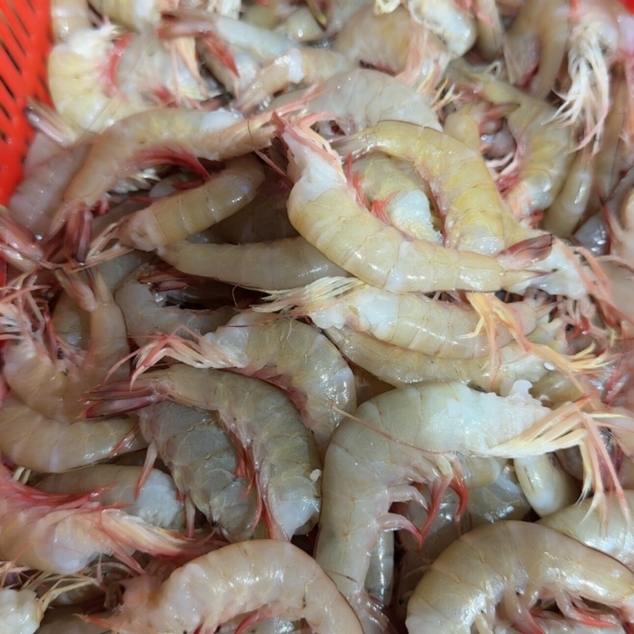 北海海捕(麻虾尾)卢虾尾(肉质其它