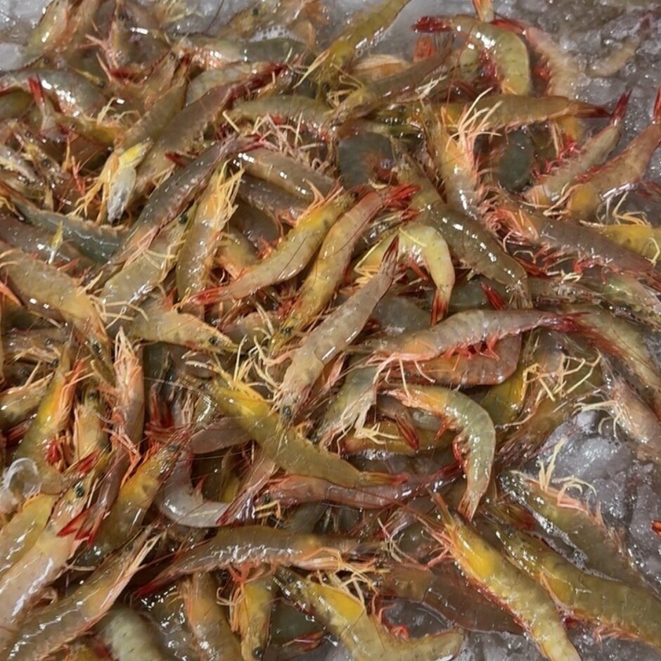 自家渔海捕(明虾) 味道鲜美2其它
