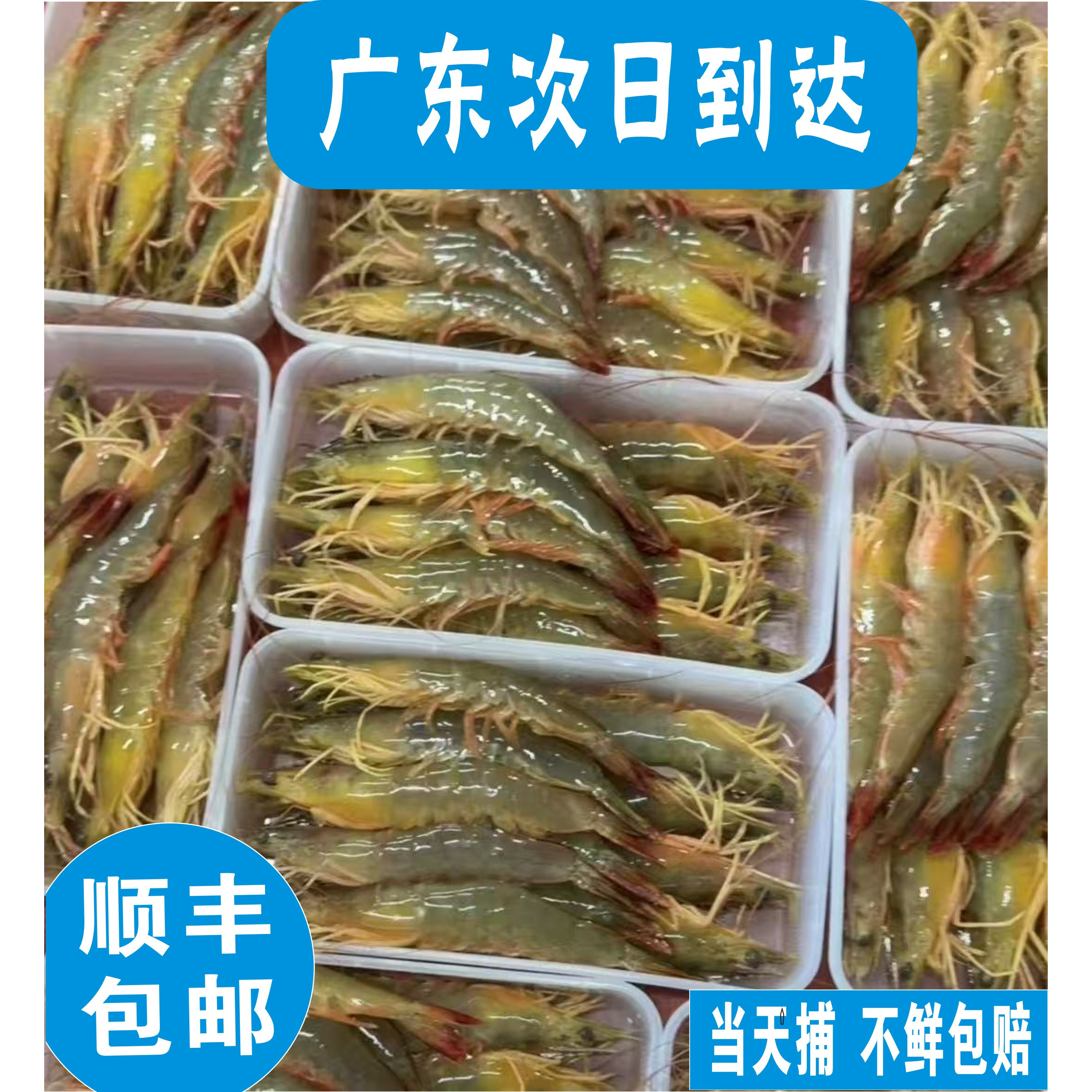 自家渔船海捕大明虾，12头一斤其它