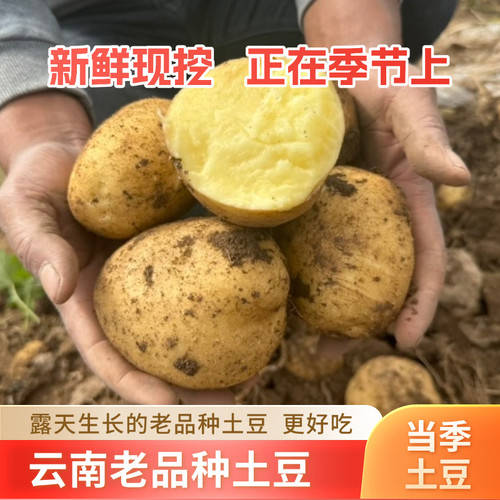 云南昭通露天土豆新鲜现挖粉糯洋芋黄皮黄心当季沙地蔬菜11斤包邮