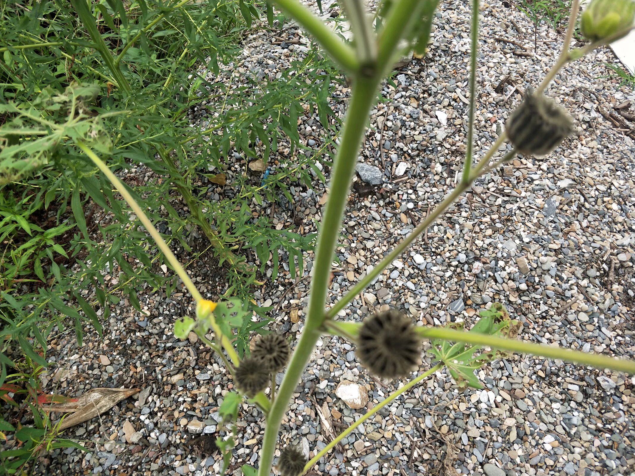 中药材磨盘果 耳响草果 茼麻果100克