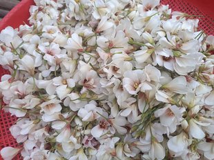 干桐子花 桐梓花自然阴干的干品50克