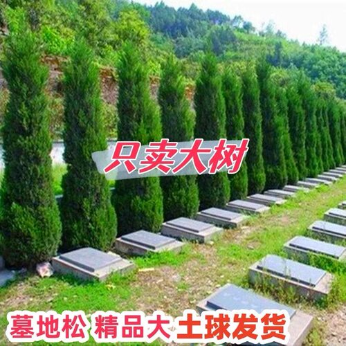 塔柏树苗松树苗侧柏树苗宝塔松柏树苗松柏树苗侧柏树苗四季常青树