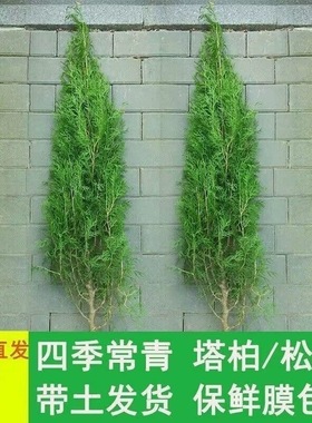 扁柏树苗 侧柏枝树苗塔柏大松柏树苗塔松龙柏叶子可熏腊肉四季青