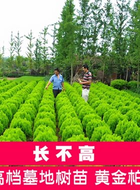 洒金柏树苗盆栽地栽洒金柏球黄金柏小苗侧柏树苗清明松工程路道苗