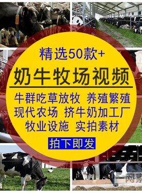奶牛视频素材群吃草原养繁殖业现代农放牧场挤牛奶加工厂设施实拍