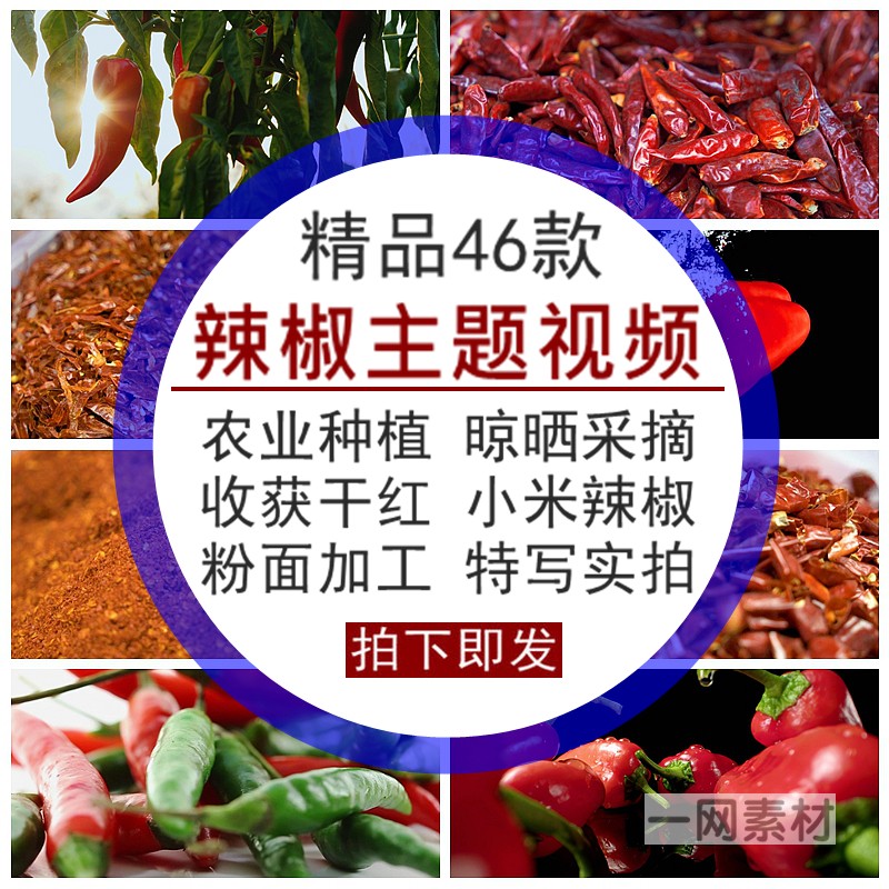 辣椒视频农业晾晒干红种植采摘加工收获青菜小米辣椒面粉实拍素材