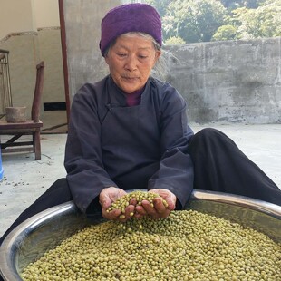 广西巴马2025秋季新青皮黄豆农家土黄豆解放前老品种一直沿用至今