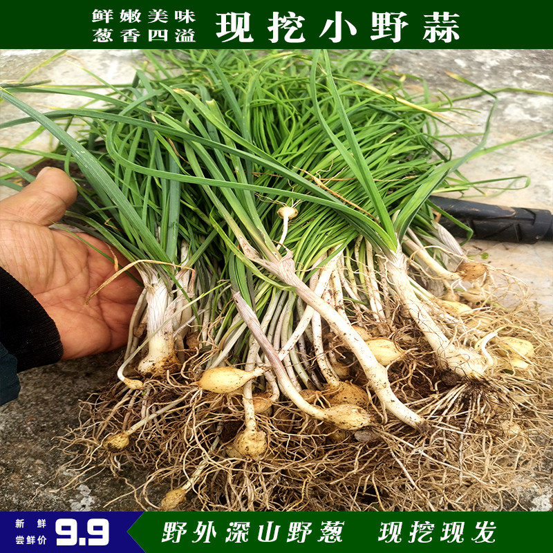 24年新鲜野葱现挖新鲜苦蒜野生野菜小根蒜胡葱野藠头野小蒜野山葱