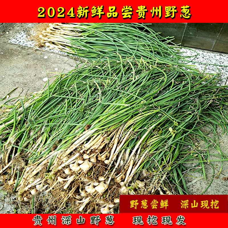 贵州新鲜野生小根葱野葱现挖胡葱带泥薤白山葱苦葱野小蒜苦蒜叶菜