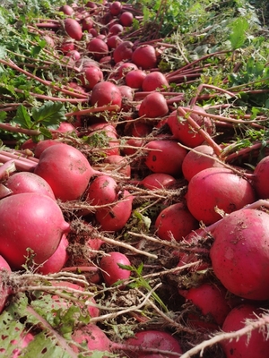旮旯农场直供东北红皮大萝卜榨汁包馅儿均可生食微辣红皮白心