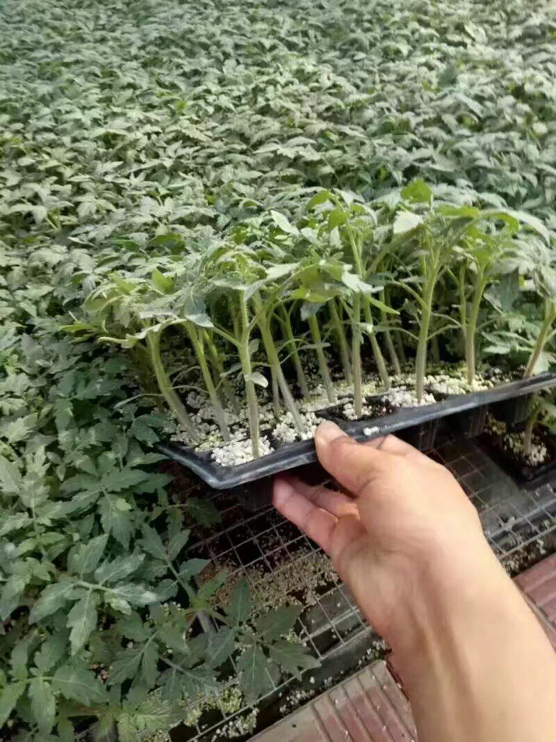 蔬菜辣椒西红柿好成活茄子苗包邮