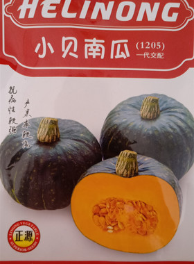 正源小贝南瓜1205 一代交配 南瓜种子甜香糯抗病强露地保护地栽培